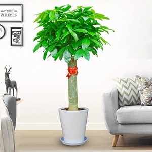 单杆发财树盆栽|大型树桩绿植|公司开业送礼|室内办公室|植物摇钱树