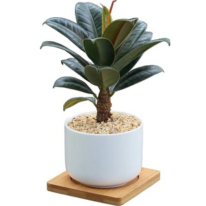 橡皮树植物|盆栽|办公室桌面小型绿植|防辐射吸甲醛植物
