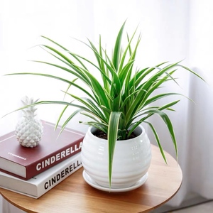 金边吊兰盆栽|室内小型绿植|净化空气吸除甲醛|办公室植物
