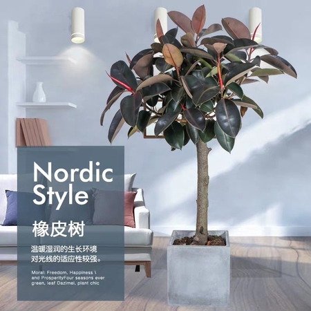 |橡皮树|黑金刚|办公室大型植物|盆栽|室内大叶绿植|吸甲醛净化空气
