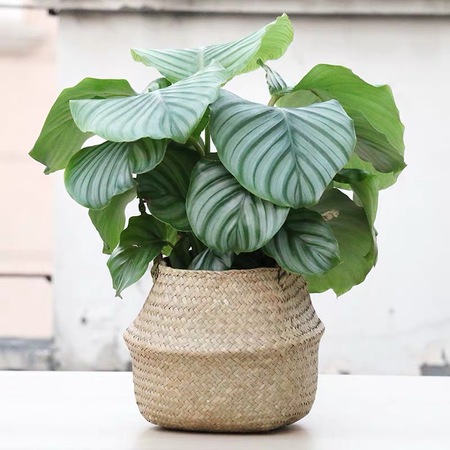 青苹果竹芋|盆栽|室内小型观叶植物|办公室四季常青绿植|进化空气