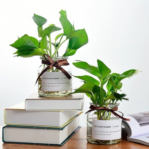 小绿萝水培植物|玻璃罐小型桌面盆栽水培植物|吸甲醛进化空气植物