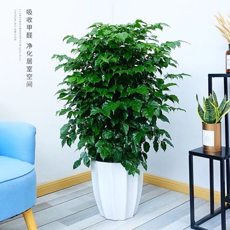 多棵绿宝|幸福树|盆栽|室内植物|办公室大型绿植|盆景|开业送礼