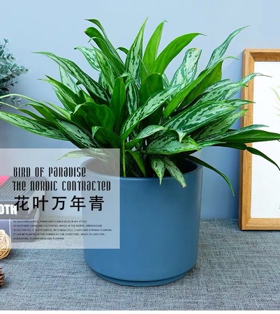 花叶万年青盆栽|室内桌面绿植|银皇后盆栽|净化空气好养植物