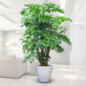 大幸福树|盆栽室内大植物|老桩盆栽|办公室|绿植花卉园艺