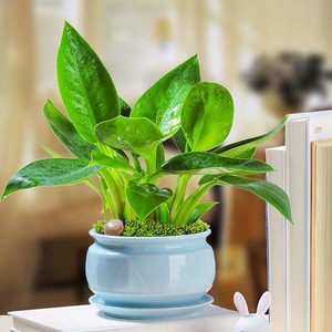 大叶金钻盆栽植物|室内桌面四季常青|吸甲醛小型绿植|办公室盆景