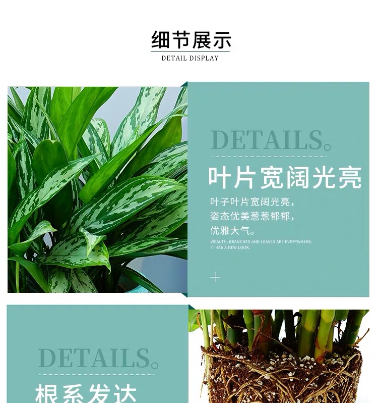 花叶万年青7.jpg