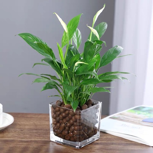 水培白掌盆栽|室内桌面植物|白掌绿植新品|一帆风顺绿植