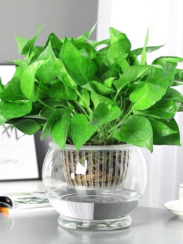 绿萝水培植物|办公室绿萝白掌盆栽|室内水养吸甲醛绿植花卉