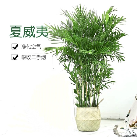 夏威夷椰子|盆栽|室内大型绿植|净化空气|盆景|办公室植物